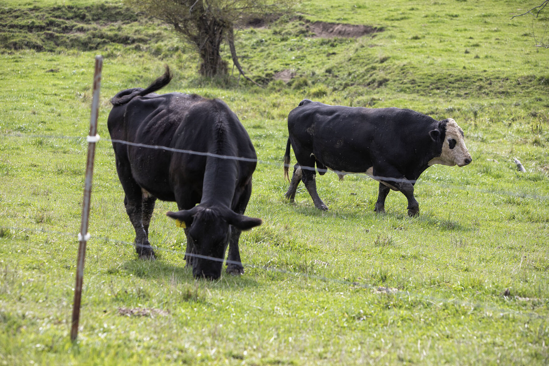 Happily Grazing